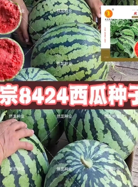 8424西瓜种子麒麟西瓜种子约500粒/袋