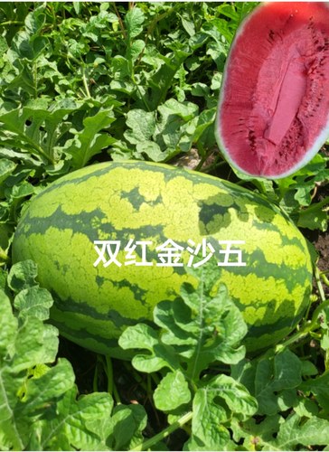 双红金沙五西瓜种子椭圆形约100克约800粒/罐硒砂瓜类型