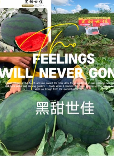 黑甜世家西瓜种子黑皮甜王类型口感好果型大300粒/袋
