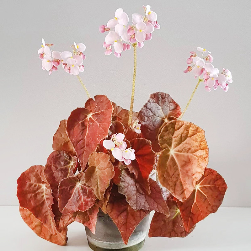 秋之华秋海棠begonia autumn ember 回声森林 网红观叶室内盆栽