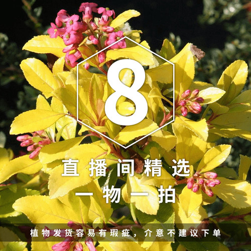 花叶海豚花[蓝紫色花]一物一拍 回声森林 小众稀有室内观叶植物