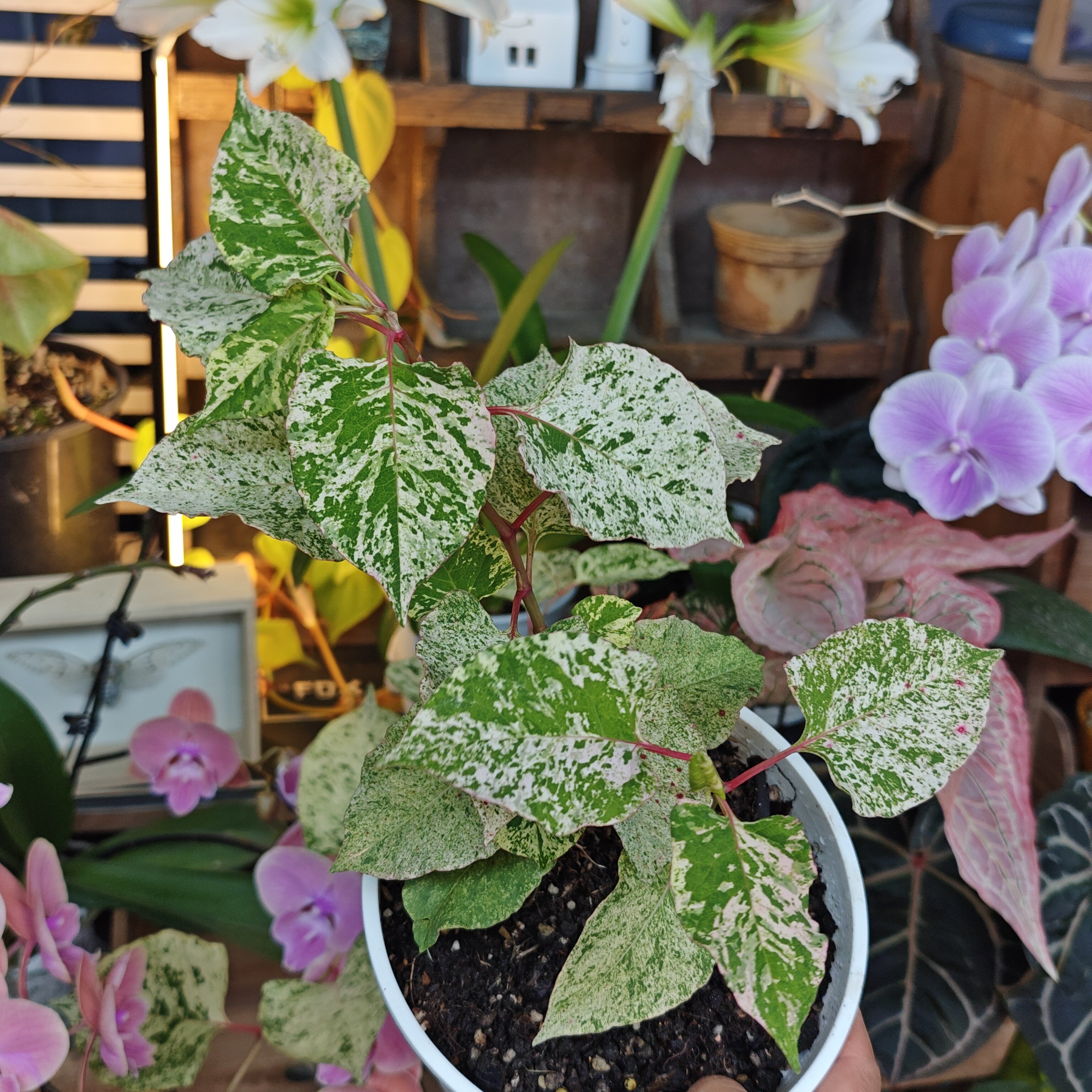 薄荷锦虎杖一物一拍 回声森林小众稀有室内阳台植物