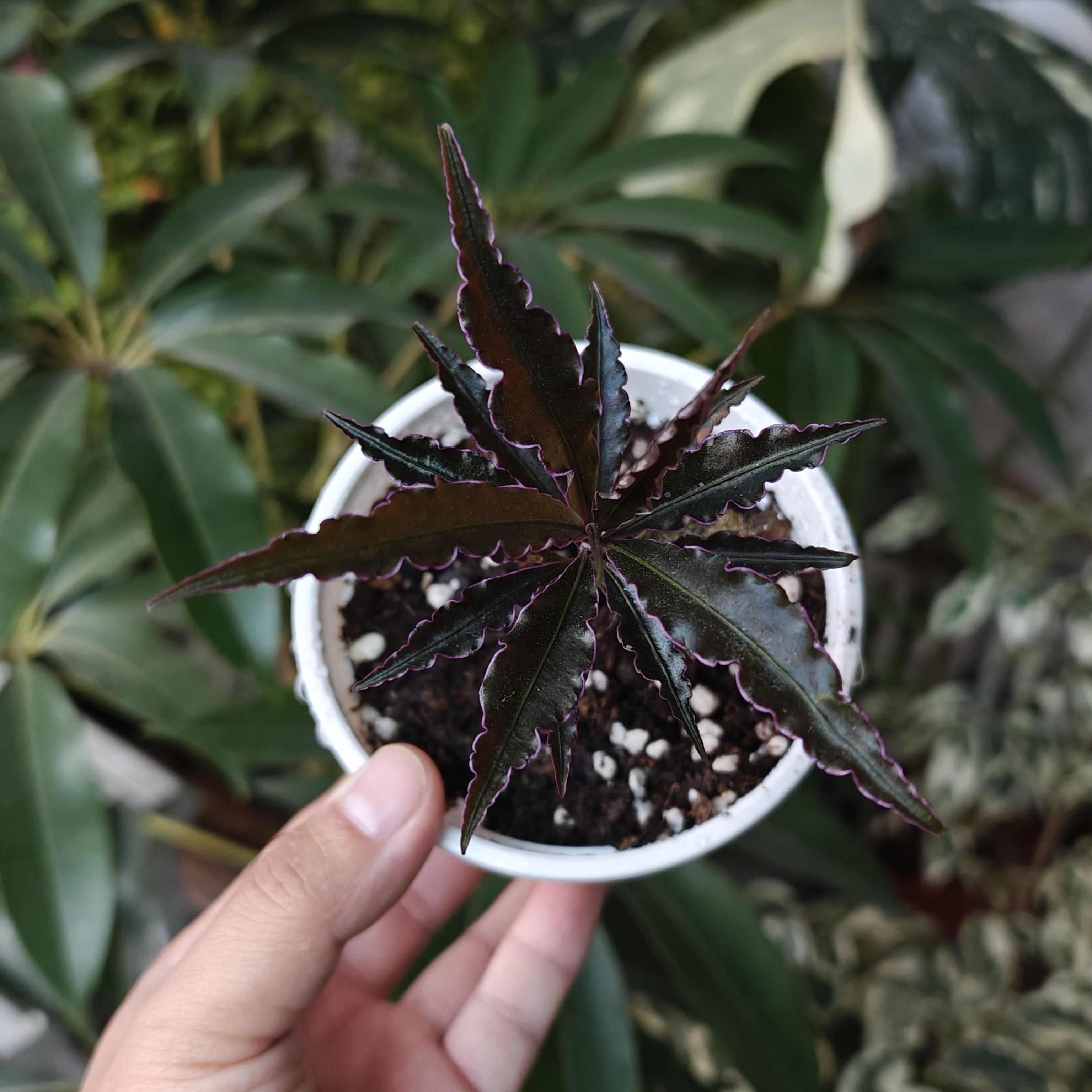 国产杂交紫金牛 回声森林 ins风网红室内观叶植物,鲜花速递/花卉仿真/绿植园艺,秋海棠,淘宝优惠券,粉丝福利购,淘宝优惠卷