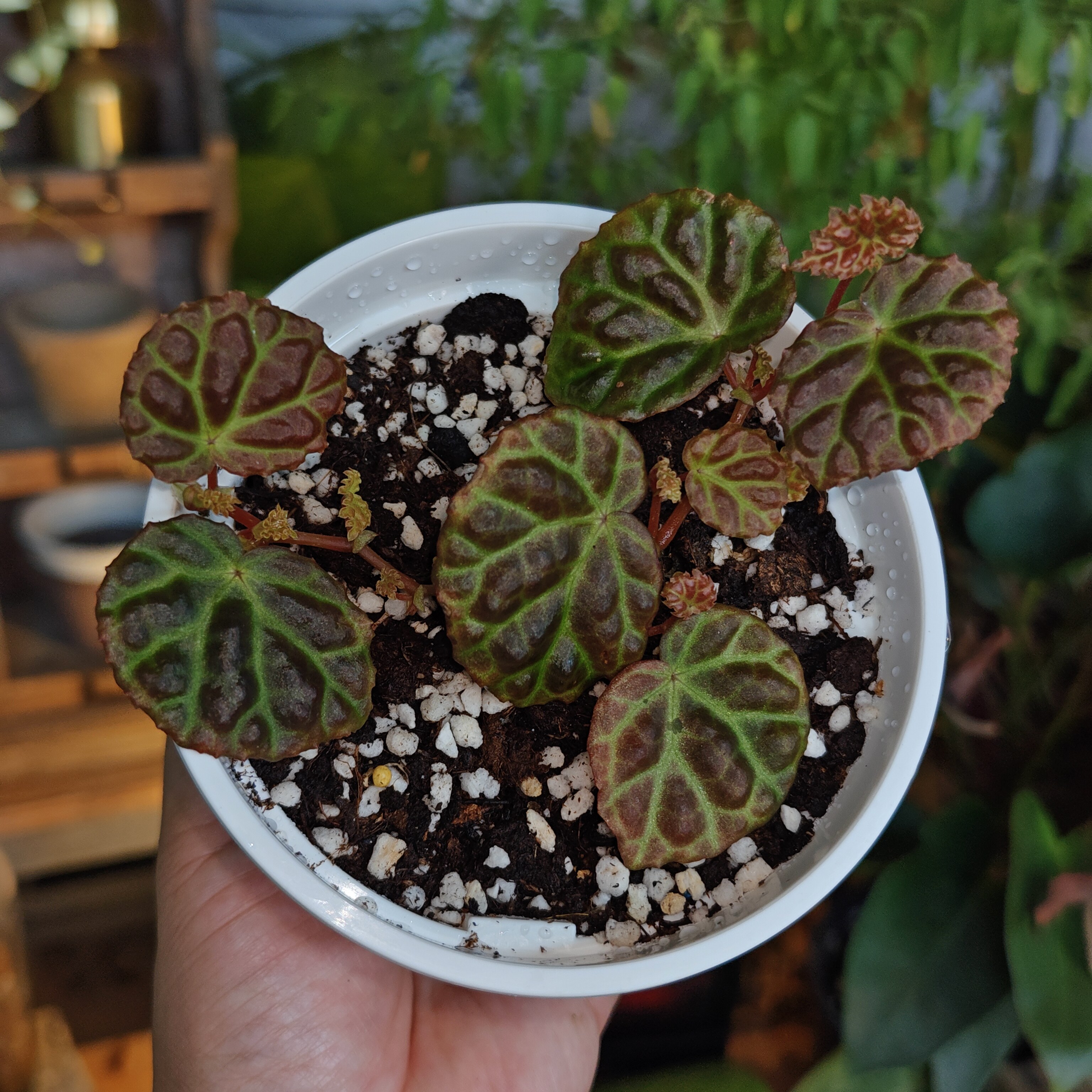 大海秋海棠一物一拍 回声森林 ins风网红室内植物