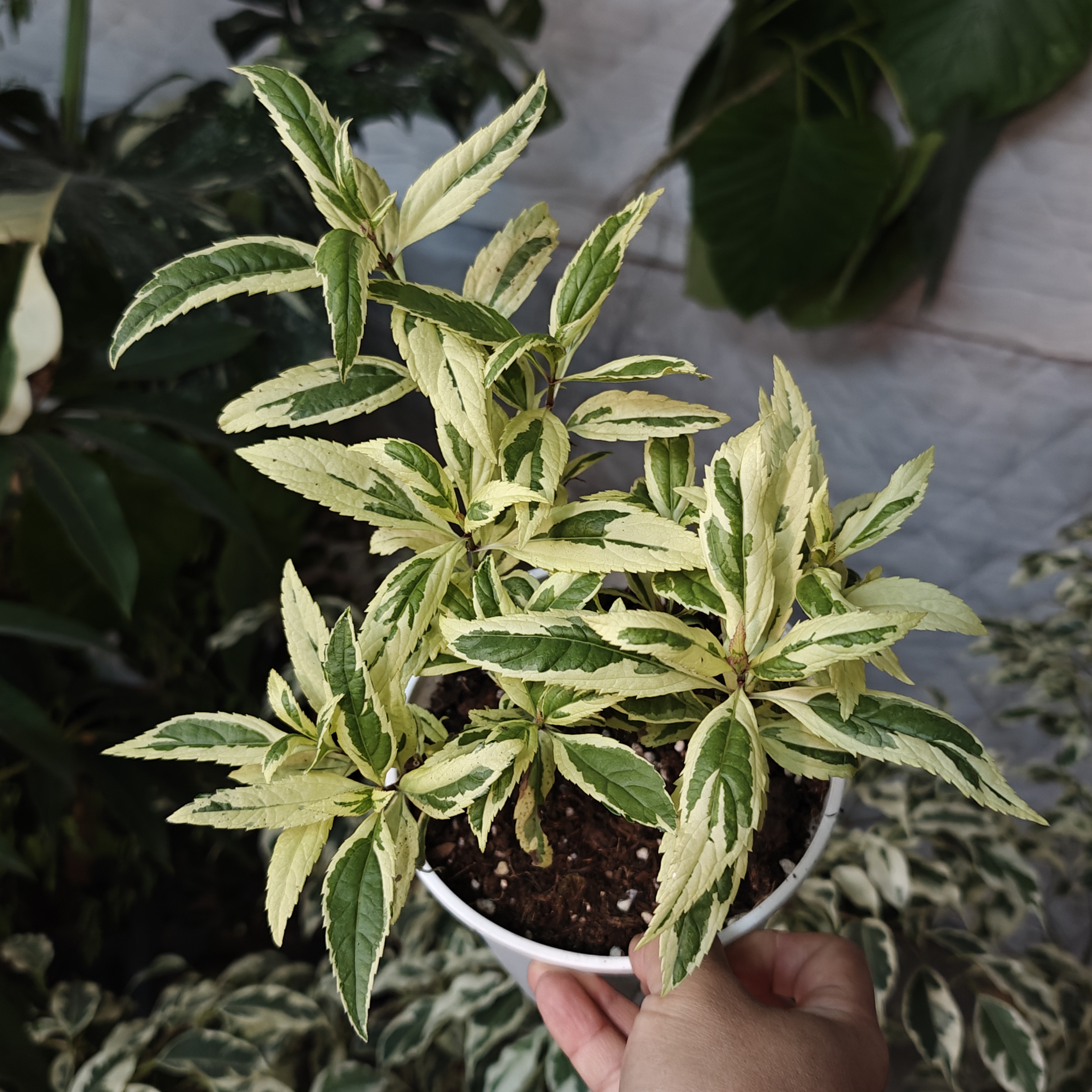 彩叶泽兰'卡普里一物一拍 回声森林 ins风网红室内植物