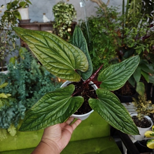 恶魔花烛1一物一拍 ins风网红室内植物 回声森林