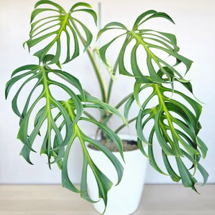 巴西龟背竹一物一拍 回声森林 ins风网红室内观叶植物