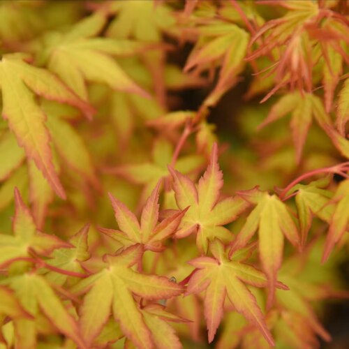 枫树'桂姬 回声森林 网红庭院花园阳台观叶植物枫树槭树彩叶