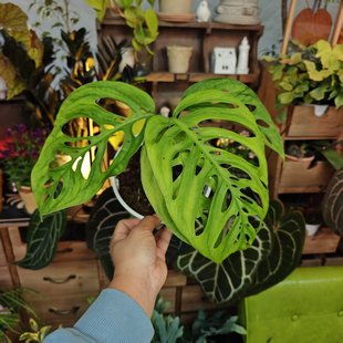 巨洞龟背竹含棕柱发货 回声森林 ins风网红室内植物