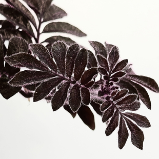 厄瓜多尔雨林茄 回声森林 稀有室内小型观叶植物盆栽