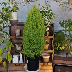 小香松香冠柏 芳香植物 回声森林 稀有新品ins风网红室内植物