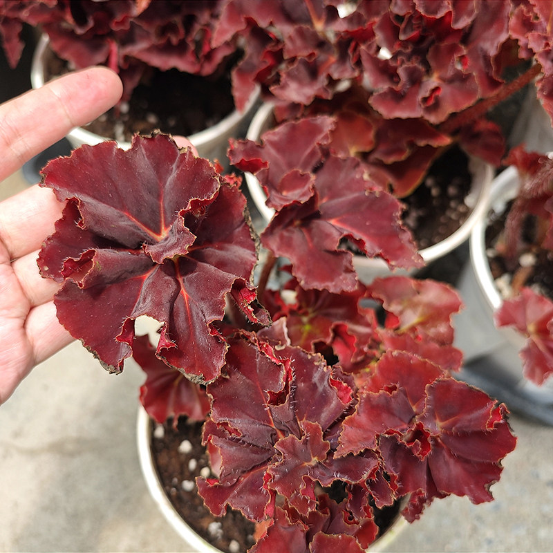 鬼灯丸秋海棠 回声森林 自育稀有品种网红室内观叶植物