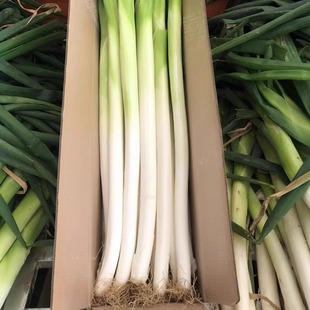 章丘大葱正宗章丘葱新鲜蔬菜9斤礼盒装送酱煎饼山东大葱煎饼