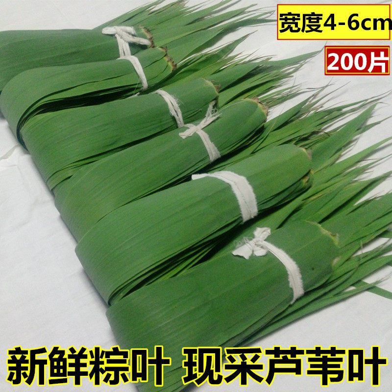 包粽子芦苇叶 野生大粽叶芦叶 天然新鲜粽子叶 粽皮现摘苇叶200片