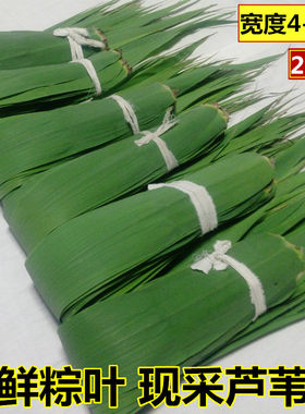 包粽子芦苇叶野生芦叶粽子叶天然