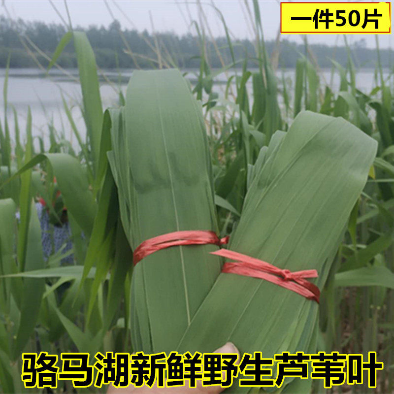 野生新鲜芦苇叶现摘粽子叶天然芦叶正宗不泡水嫩苇叶非箬竹叶50片