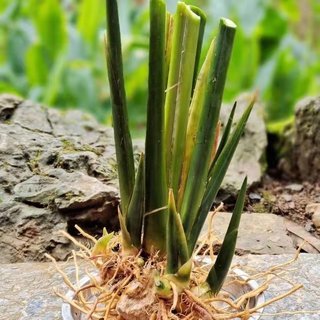 大粽子叶苗柊叶苗新鲜冬叶苗观叶苗野生粽叶苗粽子叶现挖包邮