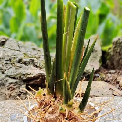 大粽叶苗冬叶苗粽子叶现挖包邮