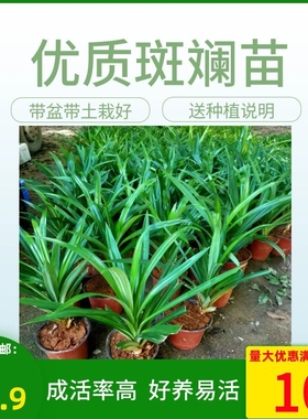 海南种植户香兰叶苗斑斓叶苗绿植带土育苗袋装栽好成活率高