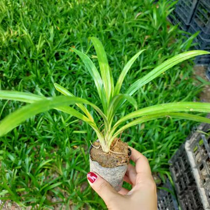 海南种植户香兰叶苗斑斓叶苗绿植带土育苗袋装栽好成活率高
