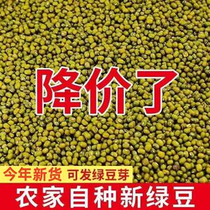 东北新绿豆100g-5斤颗粒饱满煲汤绿豆沙绿豆甜品发芽绿豆
