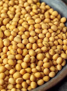 五谷杂粮豆类东北黑龙江黄豆农家自产大黄豆豆浆生豆芽黄豆
