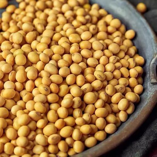 五谷杂粮豆类东北黑龙江黄豆农家自产大黄豆豆浆生豆芽黄豆