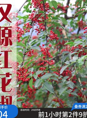 大红袍花椒四川汉源花椒粉干红花椒红麻椒浓香醇麻 特麻特香红花
