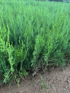 侧柏树苗扁柏苗松柏庭院绿化荒山造林松柏盆景素材四季常青占地苗