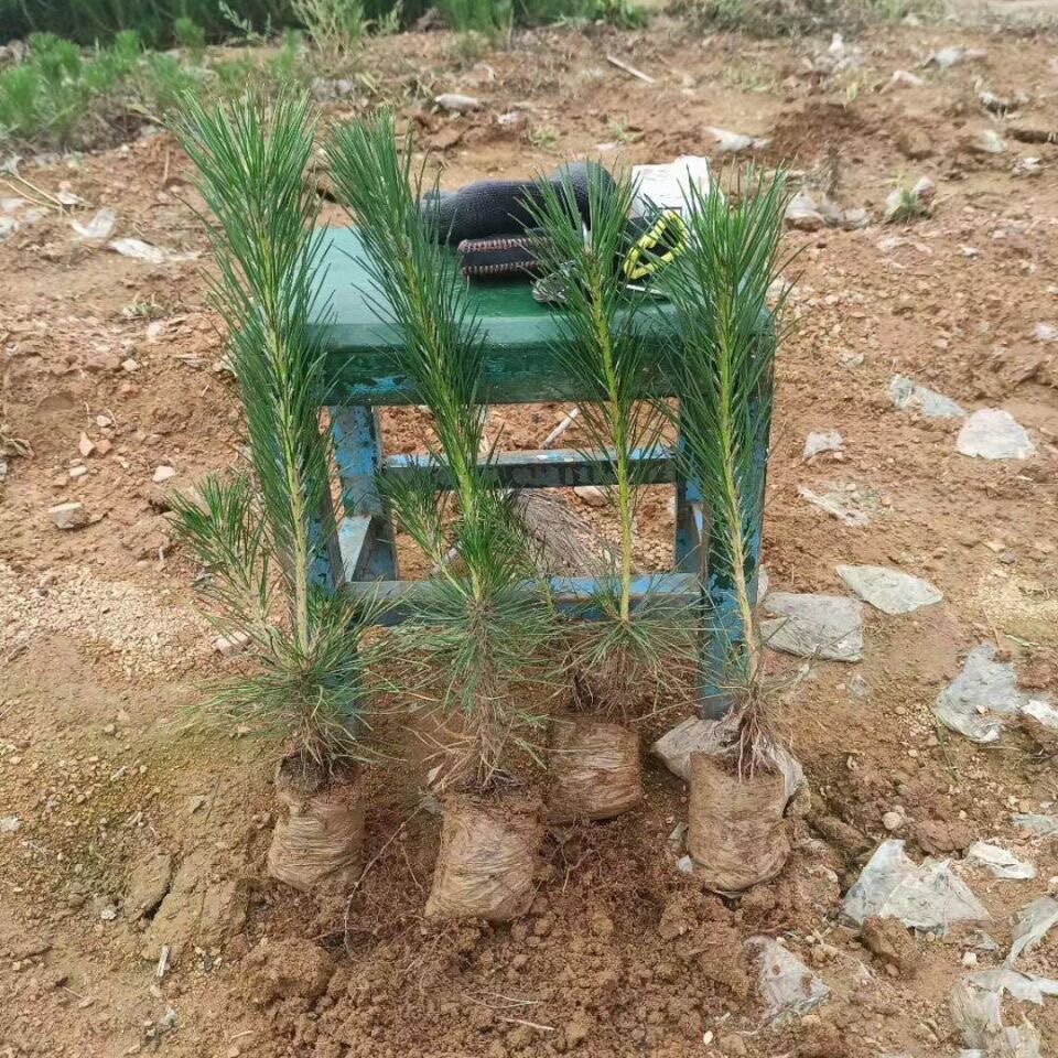 绿化苗木松树黑松小苗庭院黑松苗黑松树苗四季常青盆景植物松树苗