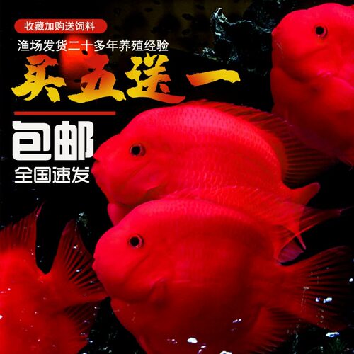 鹦鹉鱼招财鱼活体发财鱼观赏鱼