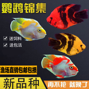 热带观赏鱼淡水鱼发财鱼红白鹦鹉鱼活鱼黑红黄斑马活体精品鱼