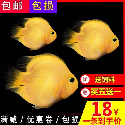 热带观赏鱼黄金鹦鹉活鱼血红元宝梅花财神鱼地图鱼银龙鱼淡水鱼