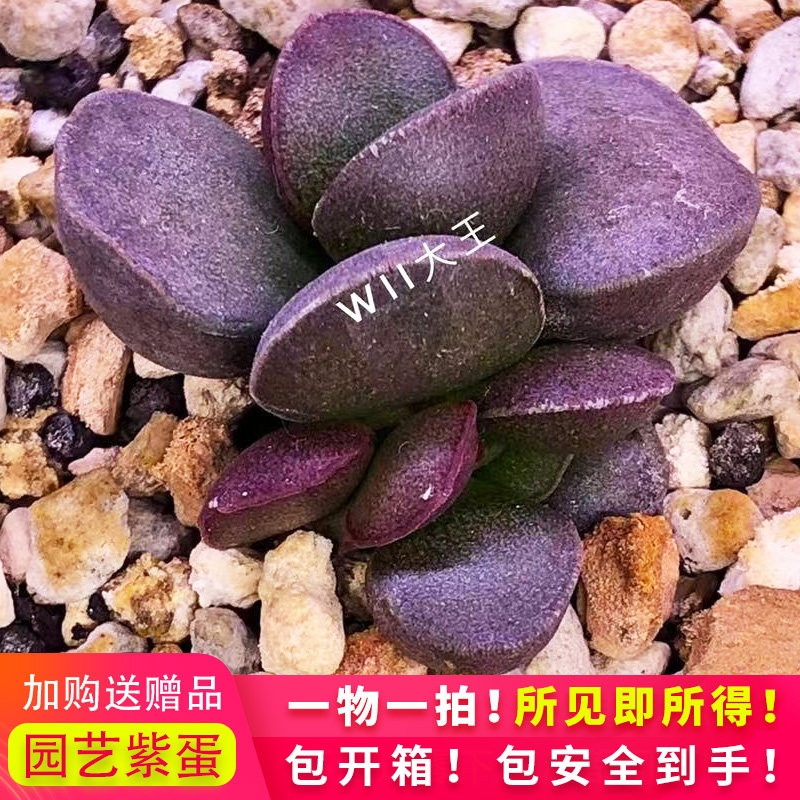 园艺紫蛋水泡多肉 稀有进口多肉植物 叶片叶插苗一物一拍紫蛋水泡