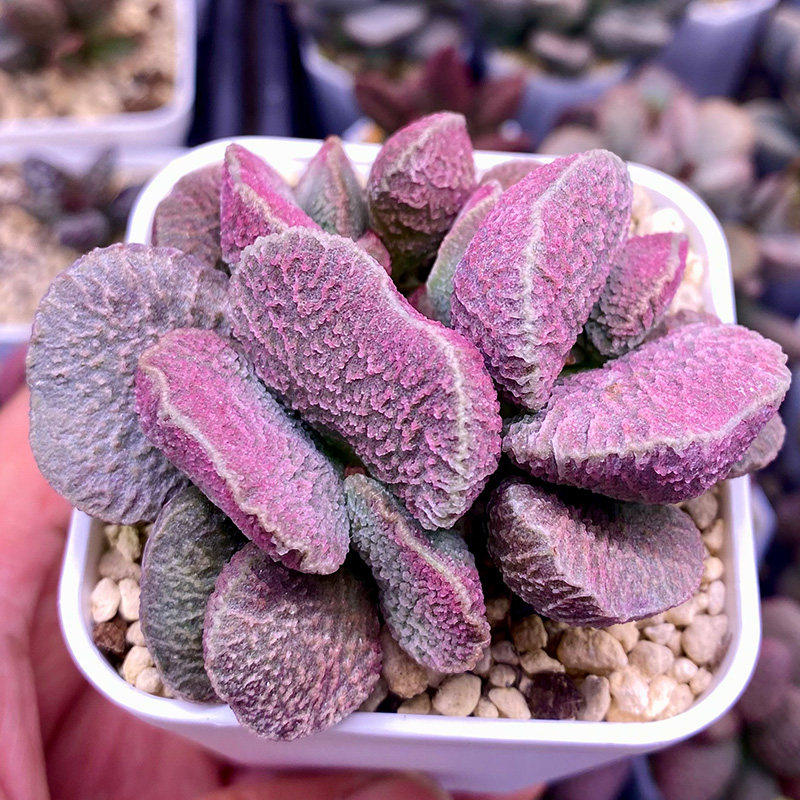 米妮 大王实生新品水泡多肉植物 包邮 一物一拍 可带盆发也可脱土