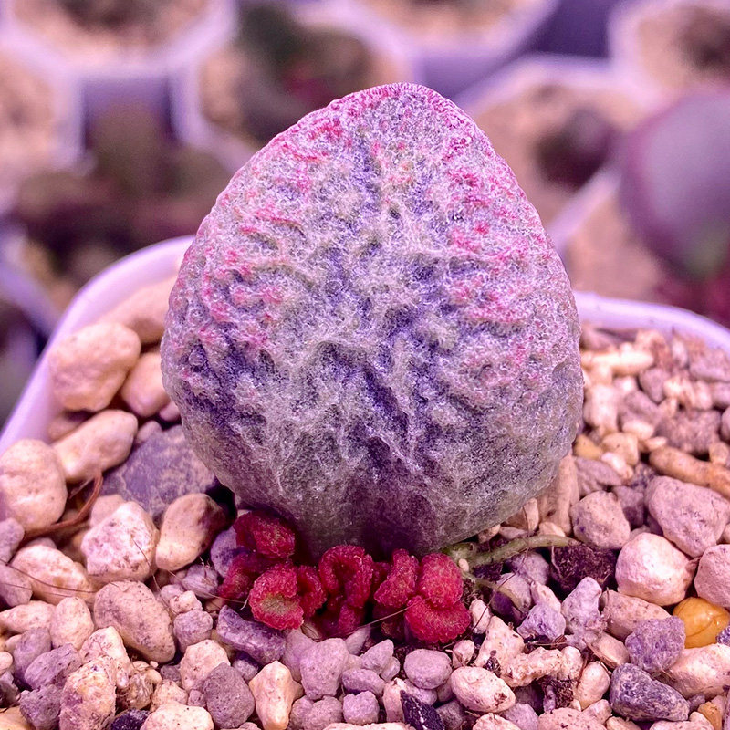 嘟嘟鸟 大王实生新品 水泡多肉 包邮 一物一拍 精品多肉可带盆发,鲜花速递/花卉仿真/绿植园艺,多肉植物,淘宝优惠券,粉丝福利购,淘宝优惠卷