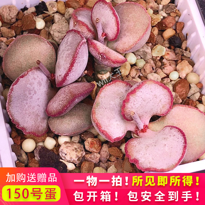 新品园艺蛋类水泡 150~015 稀有德国进口多肉植物 叶插苗一