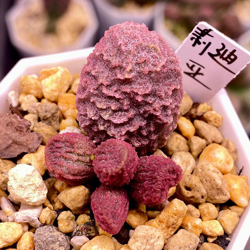莉迪亚 大王实生新品 水泡多肉 包邮 一物一拍 精品多肉可带盆