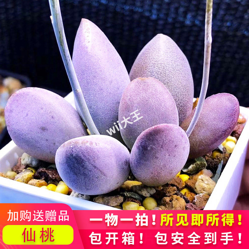 仙桃水泡多肉 新品园艺水泡 稀有进口多肉植物叶片叶插苗一物一拍