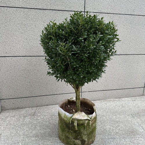 雀舌黄杨庭院阳台室内绿植植物四季常青绿化耐热耐寒好养易活老桩