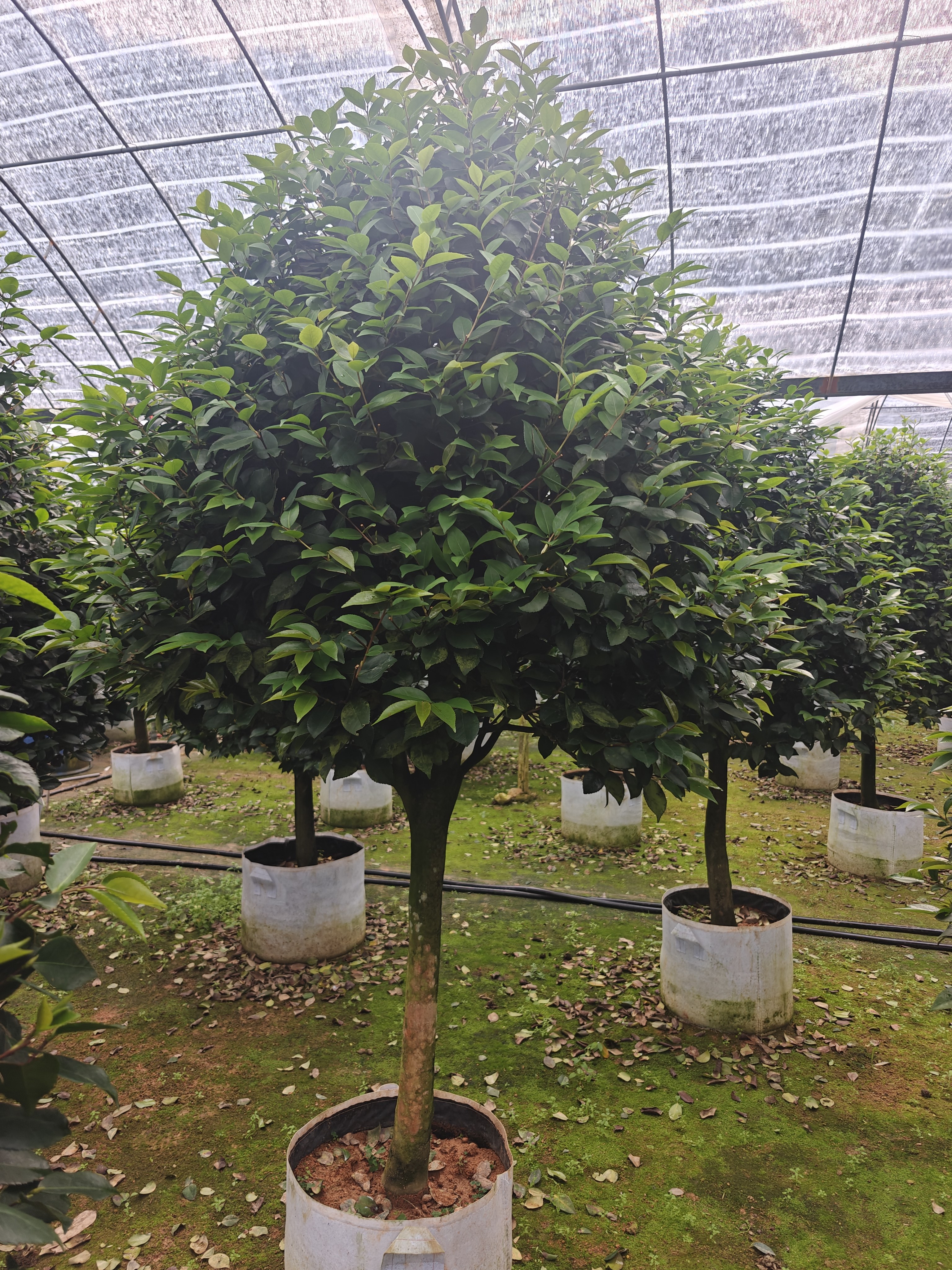 花卉大棵巨型烈香妃粉色山茶花树苗盆栽大型带龙岩福建浓香型别墅