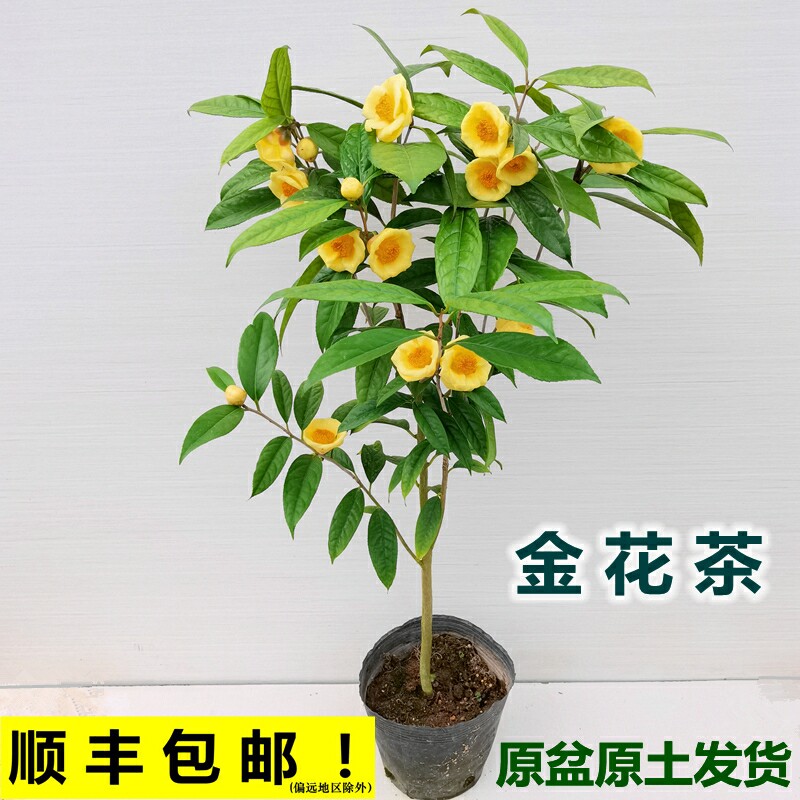 防城金花茶黄遵金茶花树阳台花卉绣球/木绣球/圆锥乔
