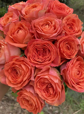 橙色之光进口玫瑰大花直立切花四季开花庭院阳台月季苗