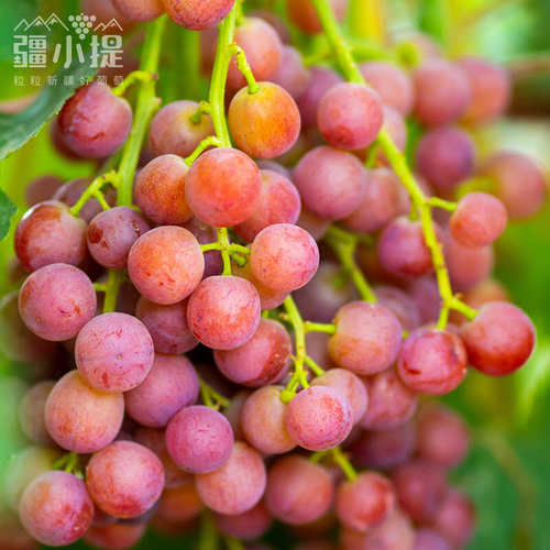 疆小提 新疆新鲜葡萄 火焰无核玻璃翠葡萄 顺丰冷运