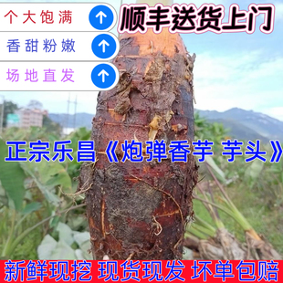 韶关乐昌张溪炮弹芋头香芋特大芋头粉软糯新鲜现挖农产品网红推荐