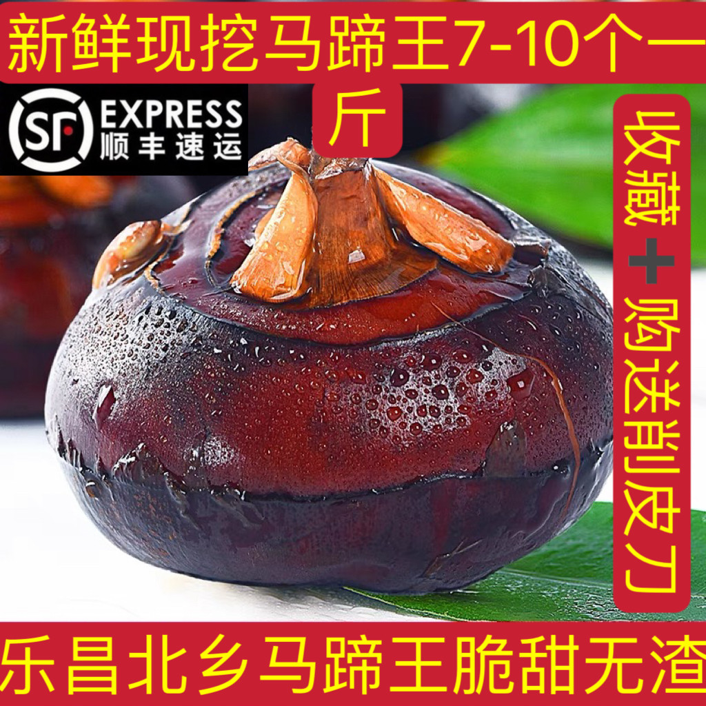 粤北新鲜马蹄马蹄王新鲜现发