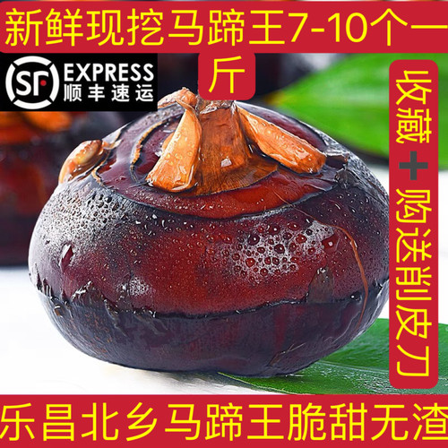 粤北新鲜马蹄马蹄王新鲜现发