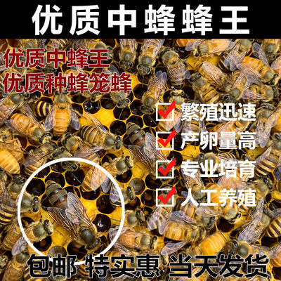 蜜蜂中蜂种王处女王阿坝仓黑双色开产王土蜂王蜂王种王高产蜂王