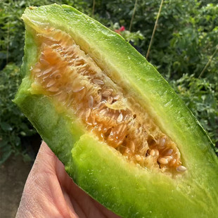 【山东博洋72号甜瓜羊角蜜】新款脆甜多汁现摘现发4斤新鲜水果代
