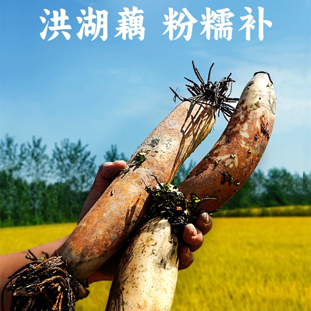 【洪湖新鲜莲藕&刀削藕粉地标产品】现挖现发粉糯香甜5斤新鲜代发
